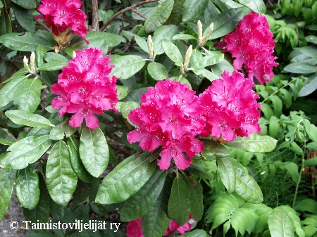 Rhododendron Smirnowii-Ryhm� 'Hellikki'